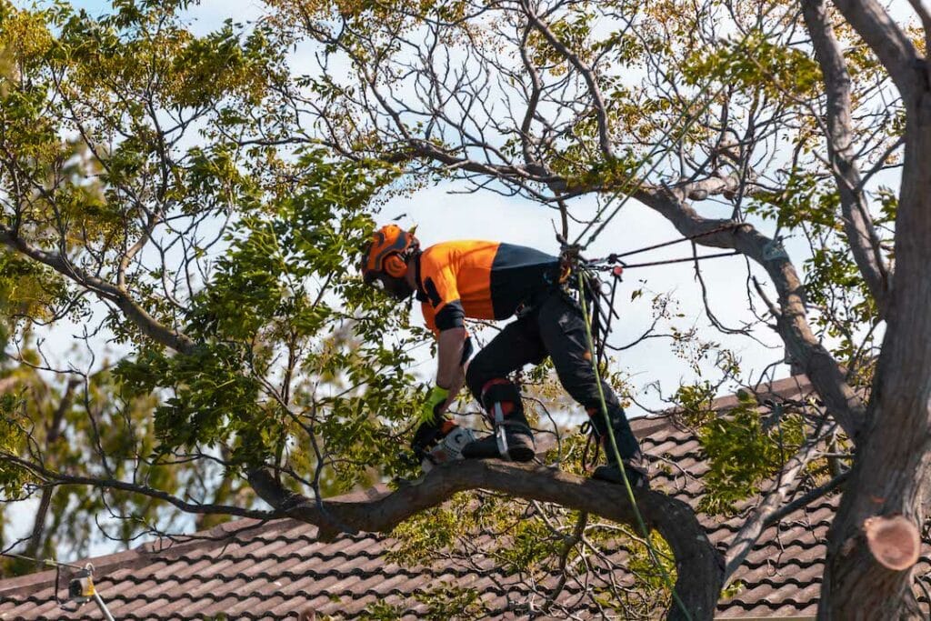 Projects - Wayne Barry's Tree Services 3