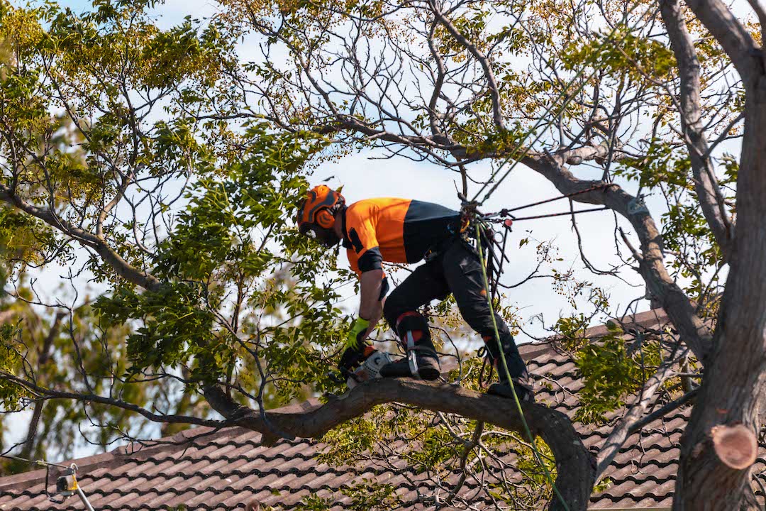 About - Wayne Barry's Tree Services