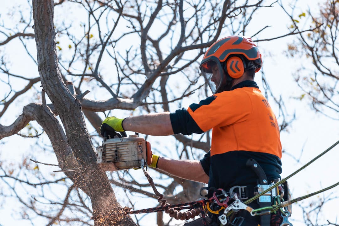 About - Wayne Barry's Tree Services