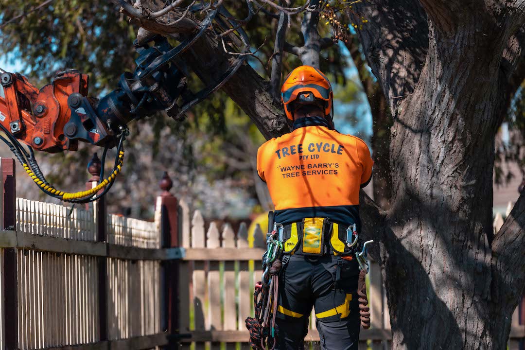 About - Wayne Barry's Tree Services